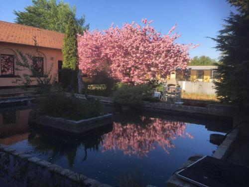 a pond with a pink flowering tree in front of a house at Zoo apartment tæt på Legoland, Lego-house, lalandia in Grindsted