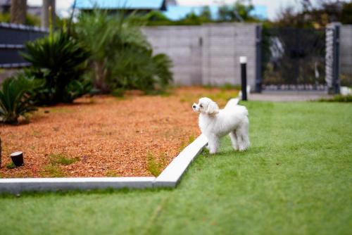 a small white dog standing on the grass at 秘密基地白子ベース in Shirako