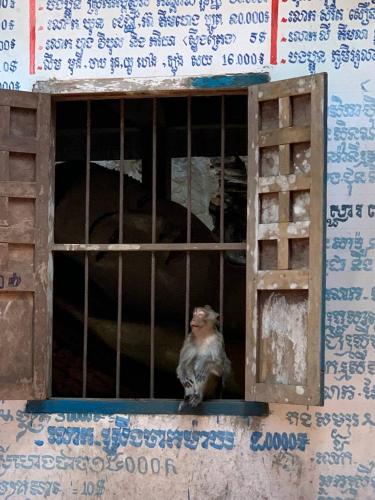 a monkey sitting in a cage in a window at Family Batcave Homestay in Battambang