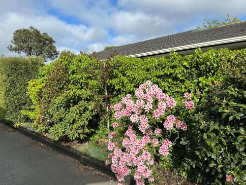 a hedge with pink flowers in front of a house at The Airport Homestay House in Christchurch