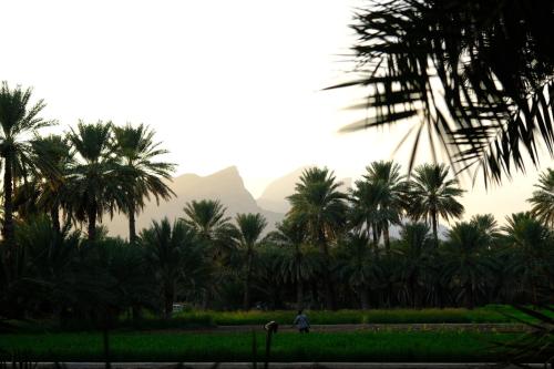 a person walking through a park with palm trees at Nature House in Al Ḩamrāʼ
