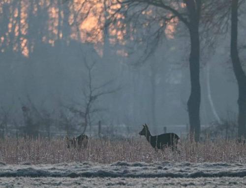two horses walking in a field with trees in the background at Seeliebe, 300 Meter zum Wasser, mit Terrasse und Garten in Lembruch