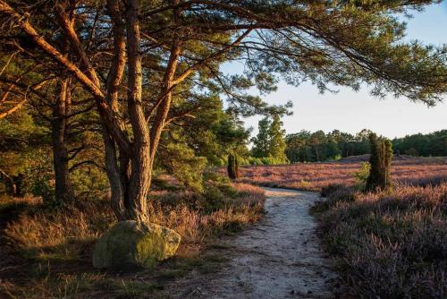 a tree and a rock next to a dirt road at Seeliebe, 300 Meter zum Wasser, mit Terrasse und Garten in Lembruch