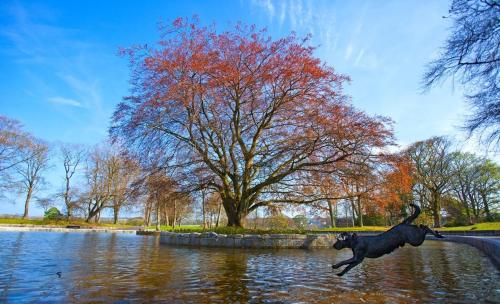 a statue of a dog jumping into a body of water at Aberdeen Quiet City Apartment, Ferryhill in Aberdeen