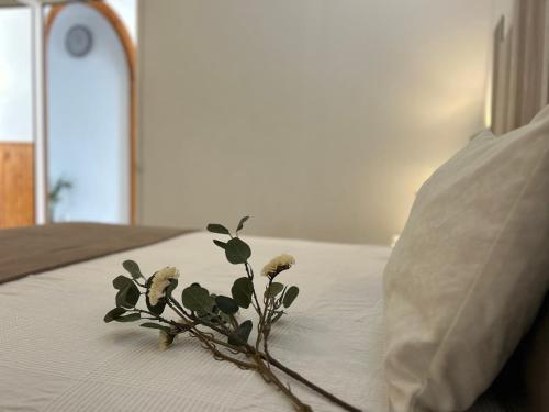 a small plant on a bed with a pillow at Tabaiba views in Tabaiba