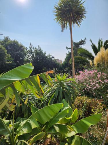 a garden with green plants and a palm tree at Rose Court Holiday Apartments in Torquay