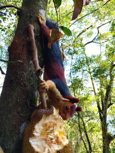a squirrel is climbing up a tree at Blackberry Hills Munnar Nature Resort & Spa in Munnar