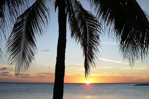 a palm tree on the beach with a sunset at Rosa's Rust en Pad in Willemstad