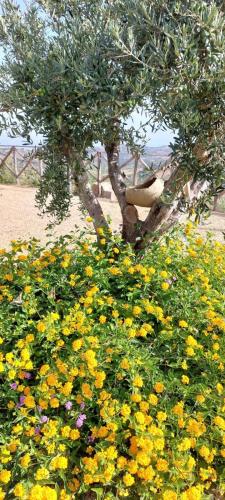 Κήπος έξω από το Agriturismo Dispenza