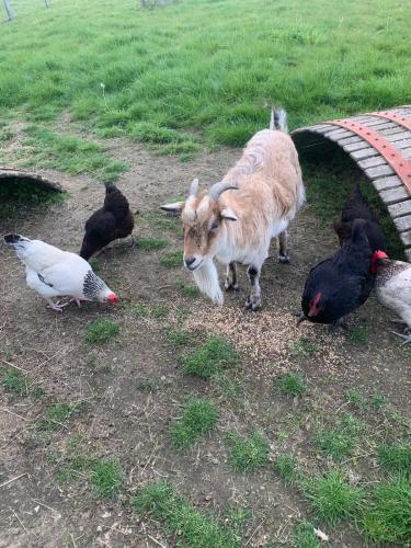 un chèvre et quelques pigeons et poulets sur l'herbe dans l'établissement La chevrerie, à Gorges