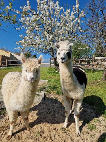 deux moutons debout à côté d'un arbre dans un champ dans l'établissement La chevrerie, à Gorges