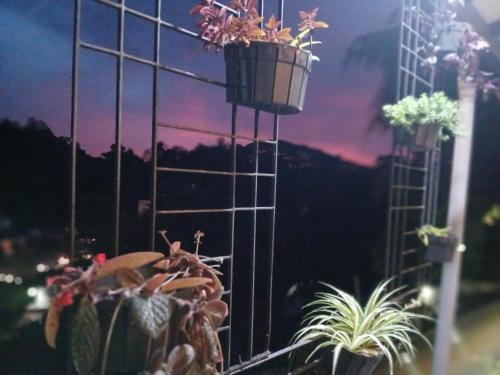 a group of potted plants on a fence at Kandyan Lounge in Kiribatkumbura