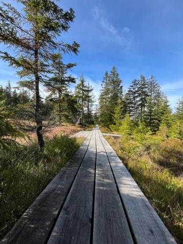 a wooden boardwalk in the middle of a forest at Slunečný apartmán in Cerny Dul