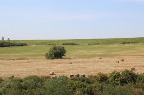 a herd of elephants grazing in a field at Villa Zöldvölgy - Lassulj le és töltődj fel nálunk in Szůcsi