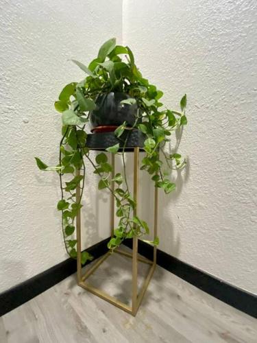 a plant sitting on a stand next to a wall at Casa de lujo a 7min de consulado in Ciudad Juárez