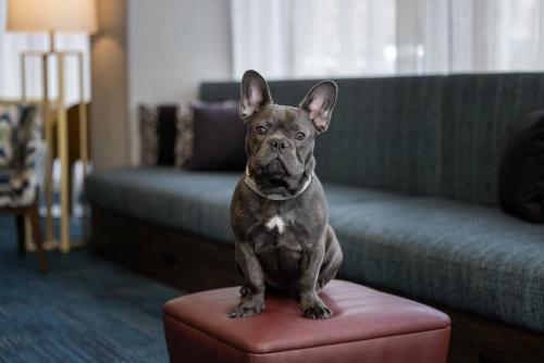 a small dog sitting on a red stool in a living room at Hampton Inn Cleveland-Downtown in Cleveland