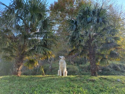 a cat sitting in the grass next to two palm trees at Avalanche du Rock in Lourdios-Ichère