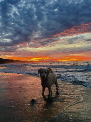 a dog walking on the beach at sunset at Pangea Lodge Tropical Vibe Home with Shared Pool in Manzanillo
