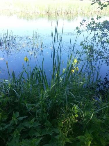 a body of water with some tall grass and weeds at Ferienwohnungen am Malchiner See in Bülow