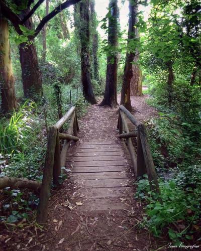 a wooden bridge in the middle of a forest at Loft Rural El Pajar del Molino in Benamahoma