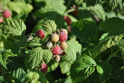 a bunch of raspberries on a plant with green leaves at Odem Habar in Odem