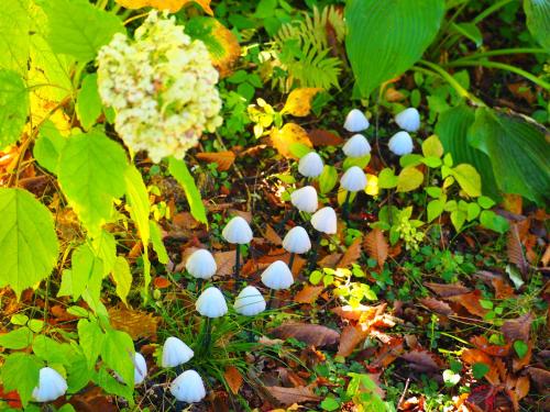 a group of white mushrooms on the ground at 一棟貸し 露天風呂付き Snowfall Meteor in Kaminoyama