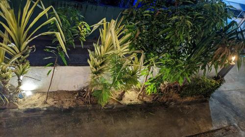 a bunch of plants on the side of a wall at Hiriketiya Hideaway in Dickwella