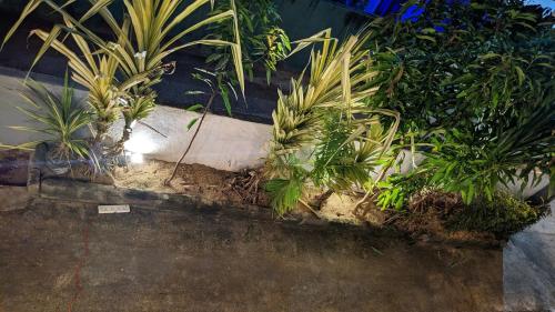 a group of plants sitting in a garden at Hiriketiya Hideaway in Dickwella