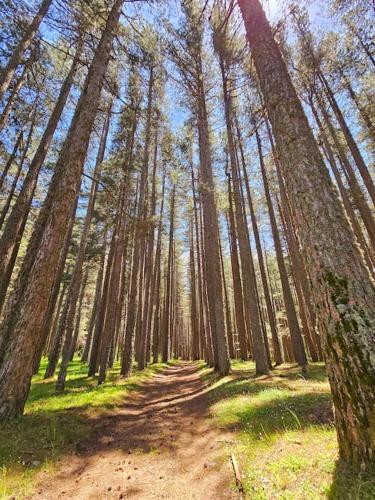 a dirt road in a forest with tall trees at LORICAskiHOME in Lorica