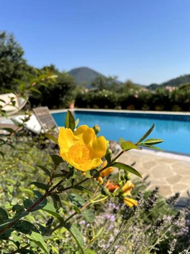 a yellow flower is growing next to a pool at La Casa Gialla in Lucca