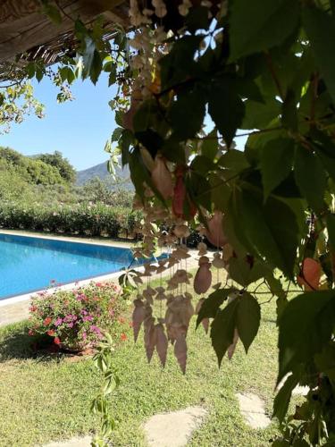 a view of a yard with a swimming pool at La Casa Gialla in Lucca