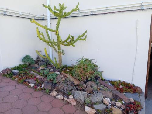 Сад в Desert Rose Guesthouse