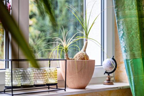 a window sill with potted plants on it at Schönes Zimmer mit eigenem Bad in Albstadt