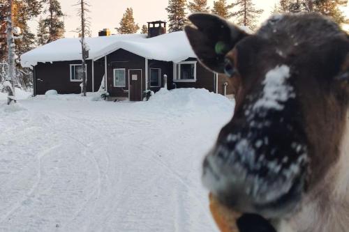 a cow standing in the snow in front of a cabin at Aurora Cabin in Saariselka