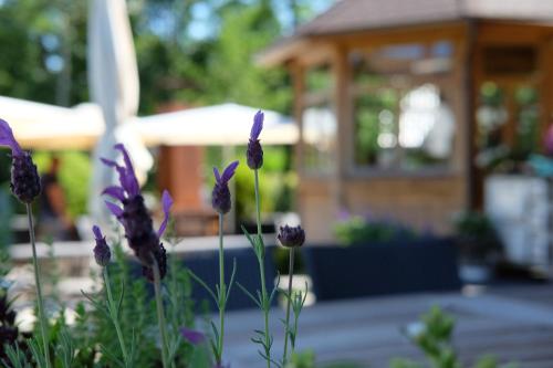 un grupo de flores púrpuras en un jardín con cenador en Flößer-Heimat - ruhige Lage inmitten der Natur, en Baiersbronn