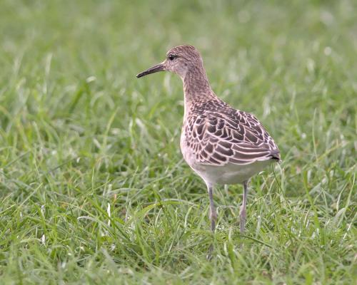 a bird standing in a field of grass at Harmony in Goodwick