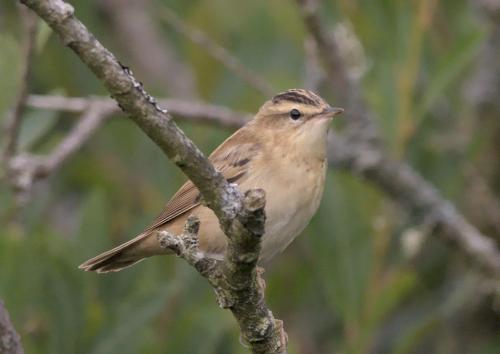 a small bird perched on a tree branch at Harmony in Goodwick