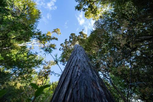 a tall tree in the middle of the forest at Parque la Pajarera in Puerto Varas