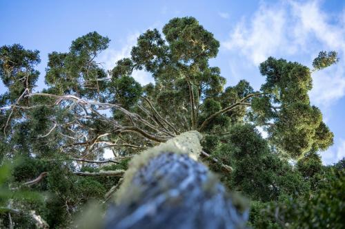 a view of the top of a tree at Parque la Pajarera in Puerto Varas