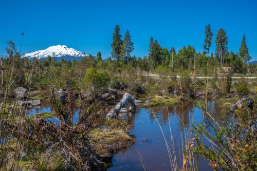 a swamp with a snow covered mountain in the background at Parque la Pajarera in Puerto Varas