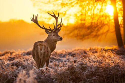 a deer standing in the grass in a field at Chalet de Veluwe Europarcs in Otterlo