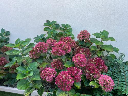 Les hortensias