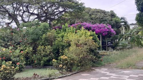 En have udenfor Le jardin fleuri