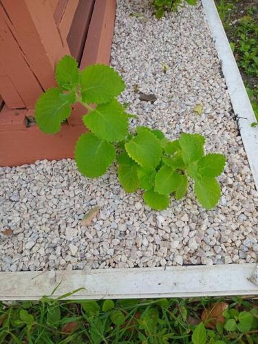 a green plant sitting on a pile of gravel at Neaja's English Harbour Escape in Cobbs Cross