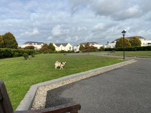 un perro parado en el césped cerca de un parque en Comfy Apartment near Dublin Airport with FREE PARKING, en Dublín