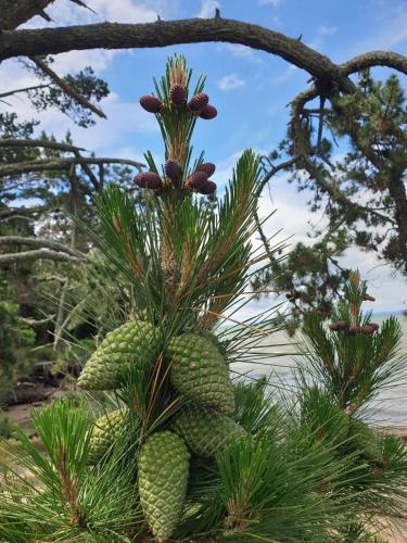 a bunch of pineapples growing on a tree at Apartment 3 in Auckland