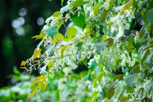 a tree covered in green leaves with moss at 自然と遊ぶ古民家宿 石鎚別荘ハレとあお in Komatsu
