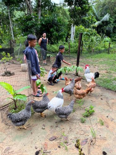 a group of children looking at chickens in a pen at River Chalet Kemangi Valley Baling in Kampong Kemangi