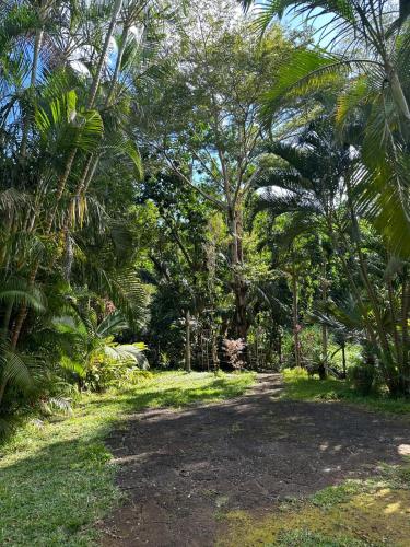 a dirt road in a forest with palm trees at Domaine du Cachet in Rivière Noire