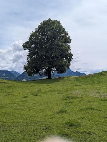 a tree in the middle of a green field at Privatzimmer und Küche mit Balkon und Ausblick in Golling an der Salzach